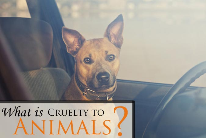 Do you need a Larimer County Cruelty to Animals lawyer? Contact an experienced animal abuse attorney in Fort Collins, Colorado for a free consultation.