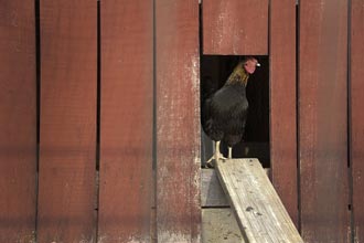 A man was charged with Theft after stealing a chicken coop full of chickens.